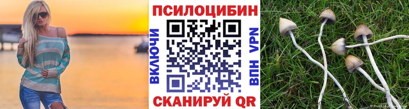 Псилоцибиновые грибы Psilocybe  купить  сайты  Тверь 